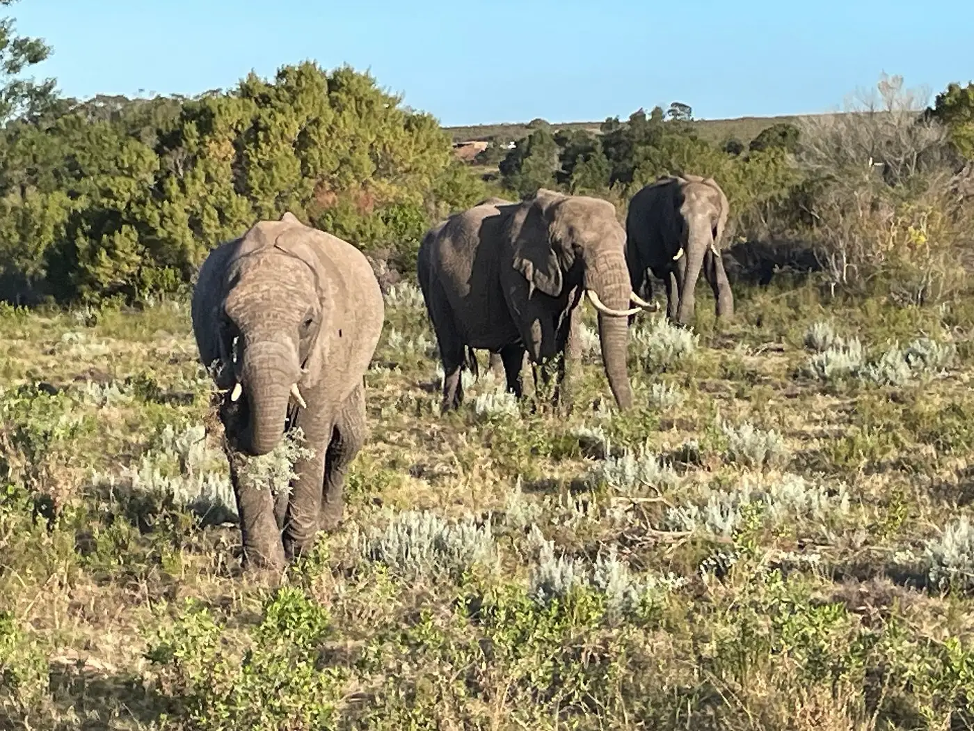 Our guests from Glasgow enjoying a luxury safari experience with stunning game drives, warm hospitality, delicious food, and exceptional lodge staff.